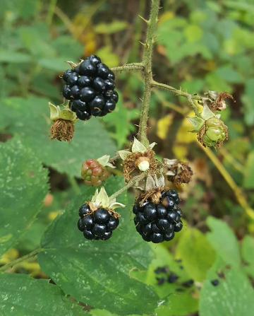 Day 5, Hay-on-Wye to Kington